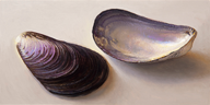 2 Mussel Shells