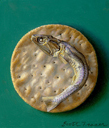 Cracker Fish